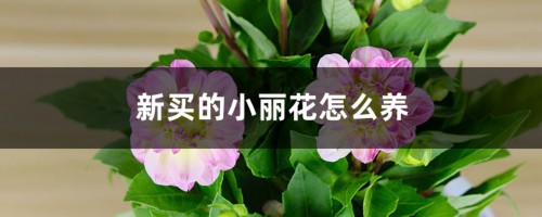 新买的小丽花怎么养