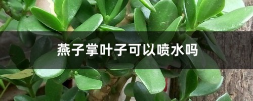 燕子掌叶子可以喷水吗